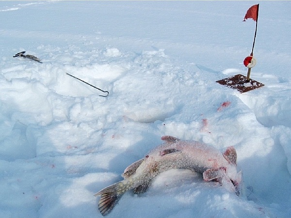 Изображение Фото: Токарева Александра. 