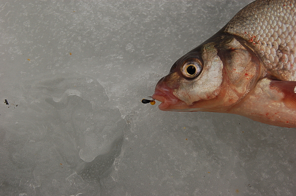 Изображение Фото: Яншевского Андрея. 