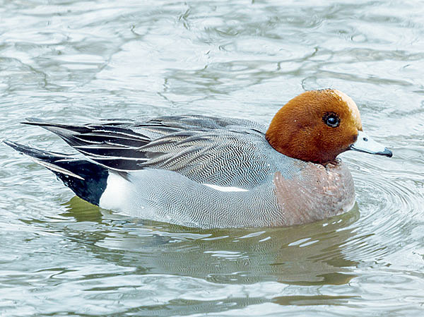 Изображение У нас в Подмосковье нарядные утки свиязи гнездятся редко и летят дальше на север. ФОТО АНТОНА ЖУРАВКОВА
 