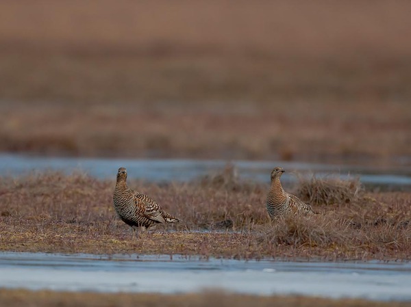 Изображение фото автора