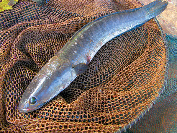 Изображение Рыбный мир бассейна реки Меконг очень разнообразен. Фото: Горяйнова Алексея. 