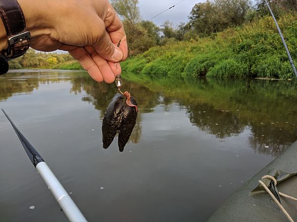Изображение Тоже улов. Фото: Трембицкого Алексея.