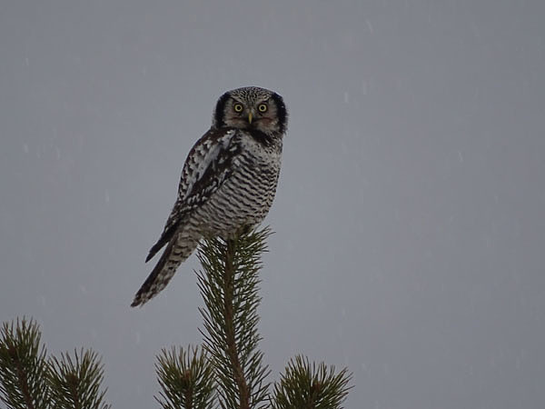 Изображение Фото автора.
