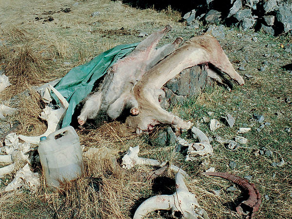 Изображение Тех «счетоводов-экологов», благодаря моим фотографиям, привлекли к ответственности и выгнали с госслужбы. Фото автора. 