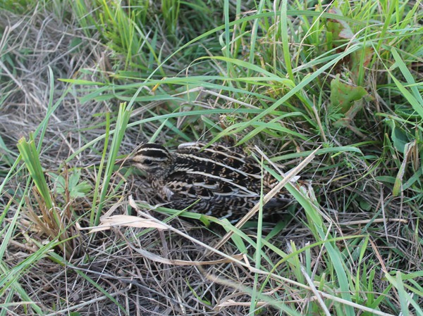 Изображение Подранок затаился. Фото: Сергея Фокина 