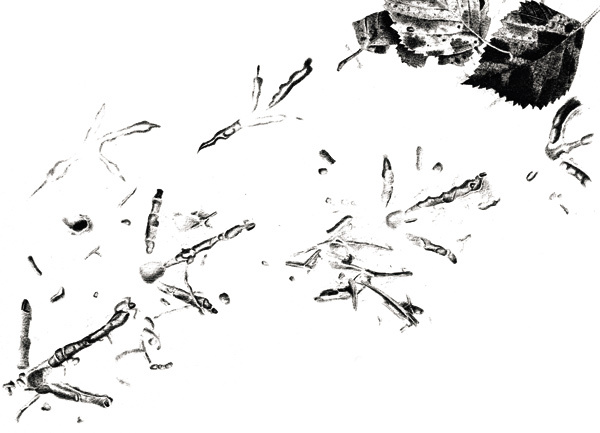 Изображение Следы лесных птиц на дорожной грязи: певчего дрозда (сверху) и вальдшнепа.