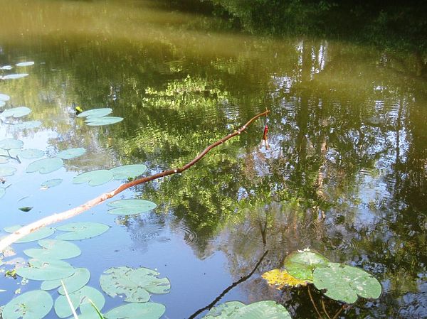 Изображение Фото: Александр Токарев.