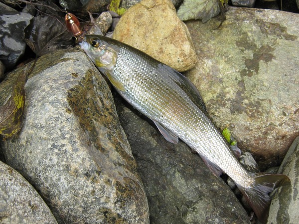 Изображение Фото: Кузина Сергея.
