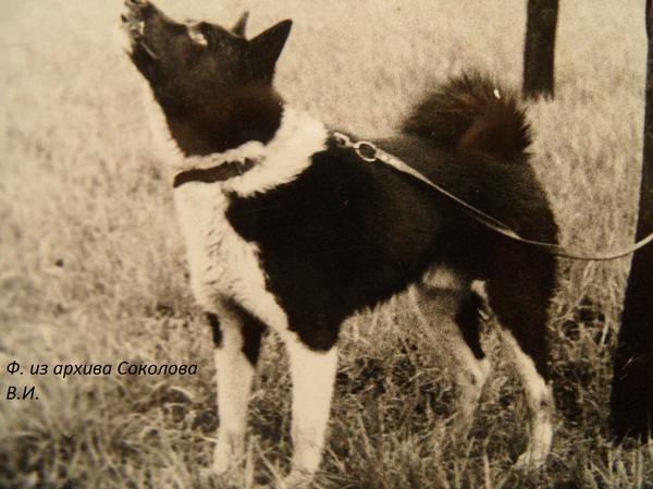 Изображение Дик 1931 р.72 от Калана 1523 и Рады 1335.Вл.Суковаткин В.И.