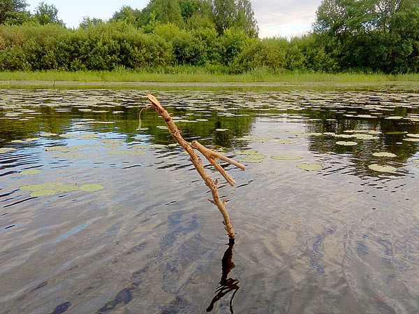 Изображение Поставушка в виде живцовой рогульки — эффективный способ добычи щуки 
на мелководье. Фото: Васильева Дмитрия. 