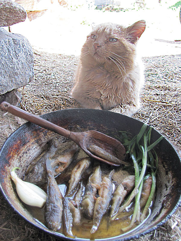 Изображение Приготовление бычка не нуждается в особых кулинарных хитростях. Фото: Владимир Супруненко. 