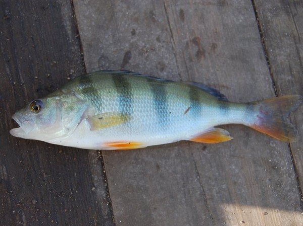 Изображение Фото: Яншевского Андрея.