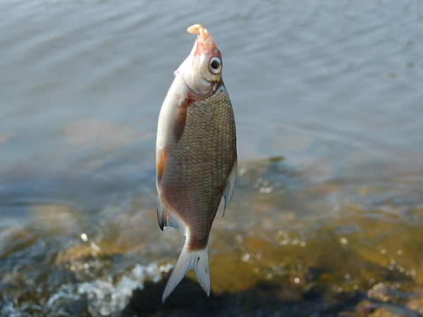 Изображение Фото: Яншевского Андрея.