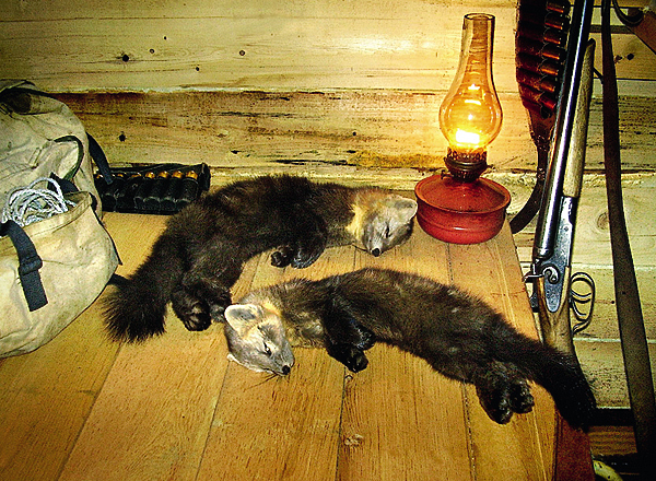 Изображение ТРЕНИРОВАЛИСЬ НА БЕЛКАХ.
Хочу рассказать о своем отце Михаиле Ильиче Суркове. На фронте он был снайпером. Награжден орденом Ленина и многими медалями. Родился отец в 1921 году. До войны мы жили в сибирском поселке Большая Салырь Ачинского района Красноярского края. Среди земляков отец славился хорошим охотником-следопытом. Умел прочесть любой звериный след, бил пушного зверя точно в глаз, чтобы не попортить шкурку. Мать рассказывала, что у него была легкая, пружинистая походка, зоркий глаз, твердая рука, а главное — терпение, спокойствие, вера в охотничье счастье. Когда началась война, отец ушел на фронт. Там ему вручили снайперскую винтовку. Газета «Фронтовая иллюстрация» писала в дни войны: «Снайпер старшина Михаил Сурков стреляет по врагу уверенно и точно. Раненых у него не бывает — он бьет наповал.
Алексей Сурков, г. Комсомольск-на-Амуре. Знамена Побед. Москва, 1975 г.