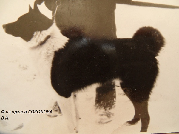 Изображение Верный р.60г. от Дружка 103л и Десны п-ка. Вл.Вонгаз Г.И.