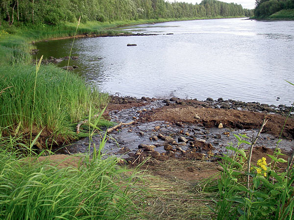 Изображение На всем своем протяжении Онега питается чистой водой из многочисленных родников. Фото: Михаил Смирнов. 