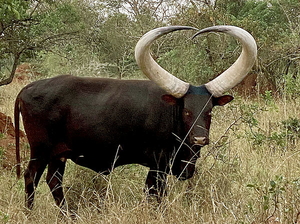 Изображение Любовь в Уганде измеряется коровами. Тому, кто надумал жениться, придется выставить за невесту 10 коров.Поэтому семьи так радуются, когда рождается девочка. Фото автора. 
