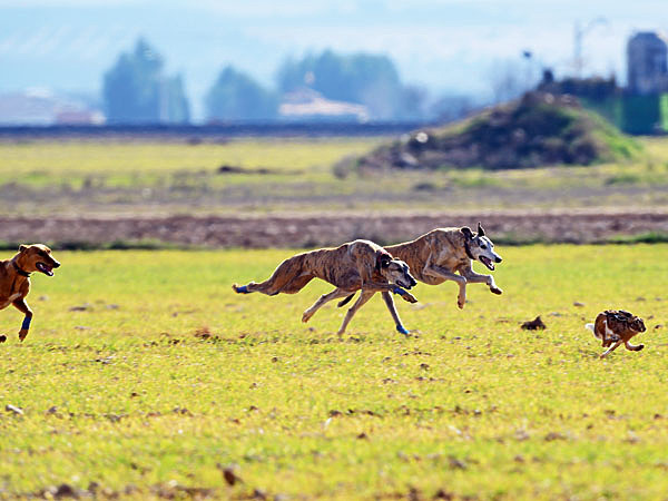 Изображение Грейхаунды в действии. ФОТО SHUTTERSTOCK