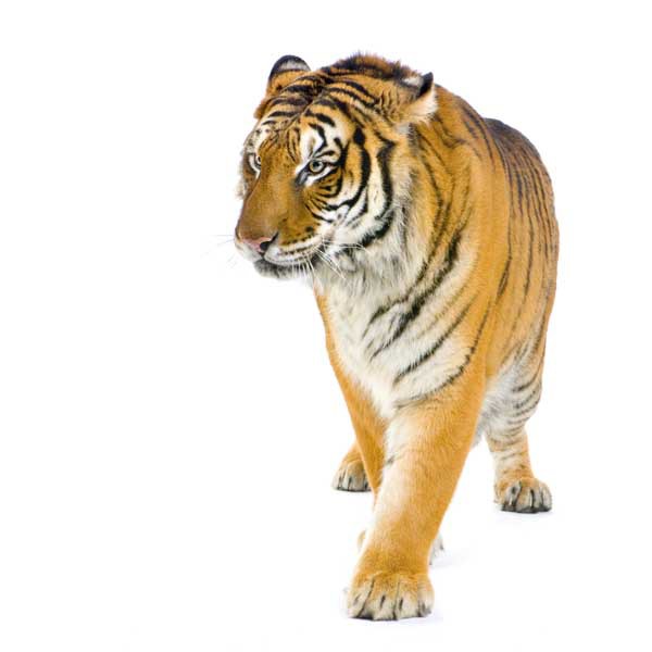 Изображение фото: fotolia.com