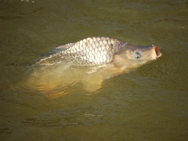 Изображение Фото: Яншевского Андрея.