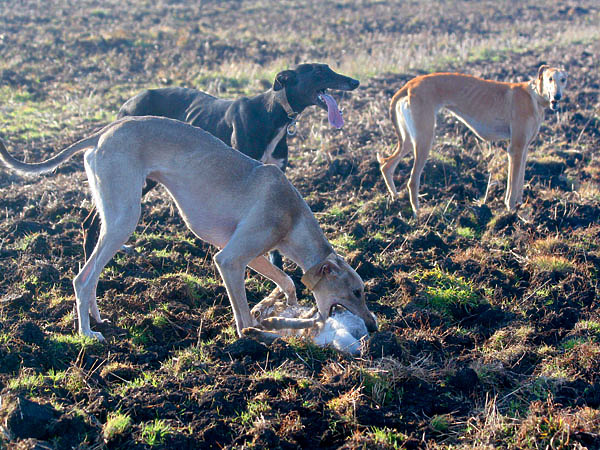 Изображение Хортая борзая известна на территории Руси не менее 500 лет назад. Русские заводчики много потрудились, прежде чем вывели стандарт безупречной охотничьей собаки. Хортая борзая привлекательна незаурядными охотничьими и беговыми качествами. Спектр ее рабочих качеств универсален: собака используется при охоте на зайцев, лис, косуль, джейранов, сайгаков, шакалов и даже волка.  Фото: Анна Шубкина. 