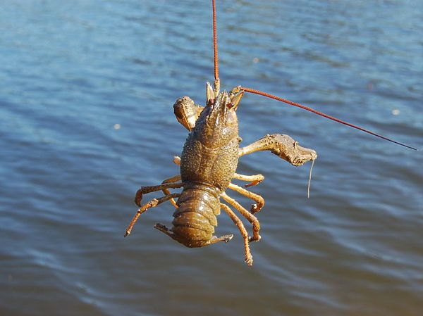 Изображение Попался на червяка. Фото: Андрей Яншевский.