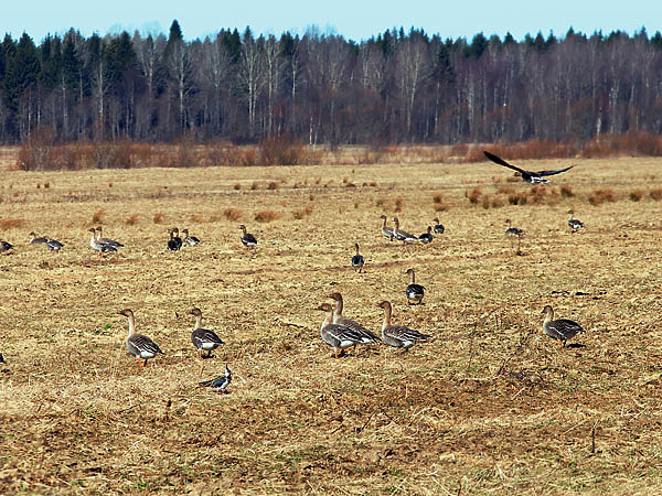 Изображение Наблюдение за гусями подскажет вам, как правильно расставлять чучела. ФОТО: SHUTTERSTOCK 
