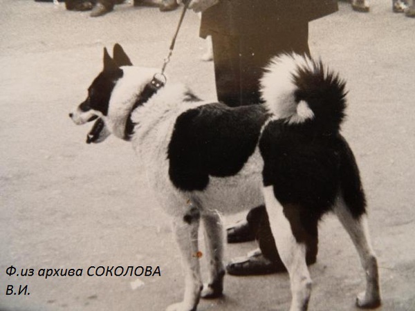 Изображение Жулик 1-й р.57г. от Черныша Турунова и Венеры Лысова. Вл.Алексеев В.И.