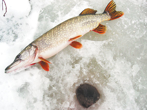Изображение Фото: Александр Токарев.