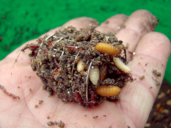 Изображение Шевелящиеся в кормушке опарыши издалека привлекают рыбу к месту ловли. Фото: Николай Линник. 