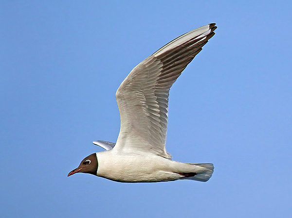 Изображение Фото: wikipedia.org 