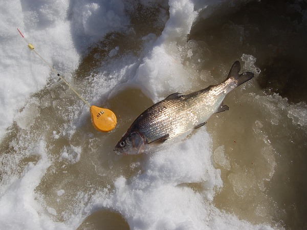 Изображение Фото: Яншевского Андрея. 
