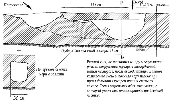 Изображение РИС. 1. СХЕМА СНЕЖНОЙ НОРЫ САМЦА ГЛУХАРЯ С ПАРАМЕТРАМИ ЕЕ ОРГАНИЗАЦИИ
