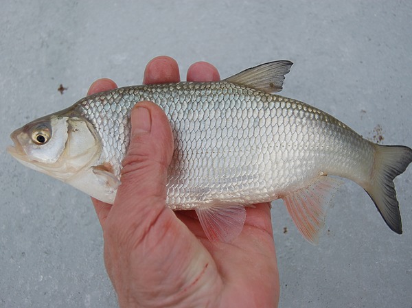 Изображение Фото: Яншевского Андрея. 