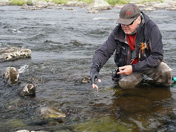 Изображение Отпущенная рыба не спешит уплывать в родную стихию и продолжает позировать перед объективом фотокамеры. Фото: Геннадий Шеляг. 