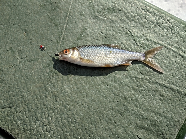 Изображение Плотвичка. Фото: Трембицкого Алексея. 