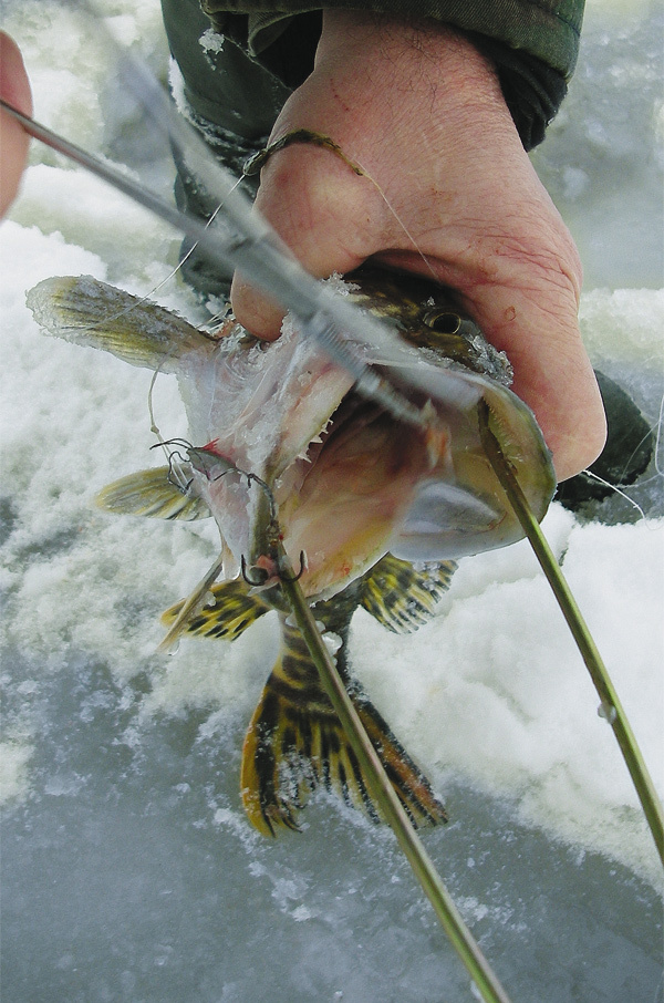 Изображение Чтобы извлечь крючок из зубастой щучьей пасти, рыболову нужны специальные инструменты — 
зевник и экстрактор. 