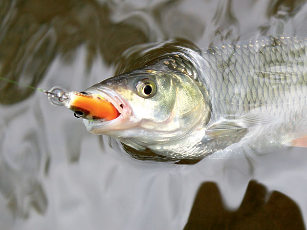 Изображение Воблер должен быть небольшим, но глубоко идущим при проводке. Фото: Николай Лебедев.
