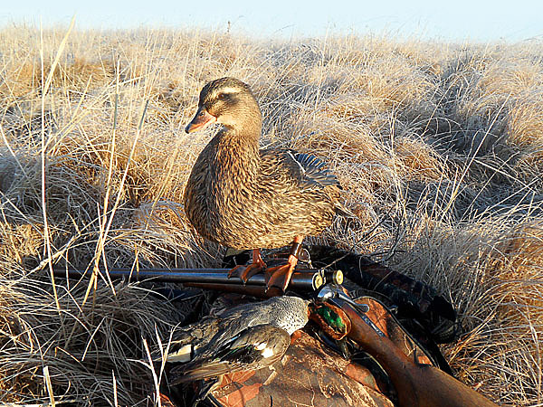Изображение Мне по душе утки тульской породы —  миниатюрные, с коротким клювиком. ФОТО ИГОРЯ ЛИСУКОНЯ 