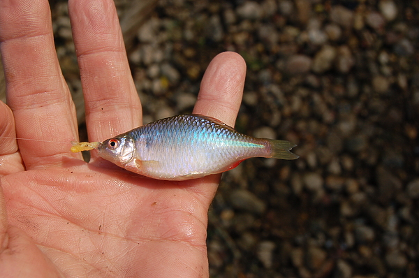 Изображение Фото: Яншевского Андрея.