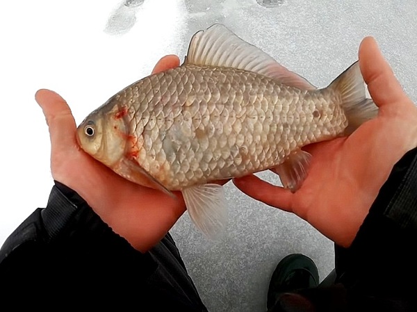 Изображение Фото: NRG fishing.