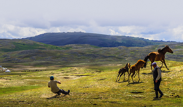 Изображение В казахские степи с российского Дальнего Востока будет завезен амурский тигр. С генетической точки зрения он близок к каспийскому (туранскому) тигру. 