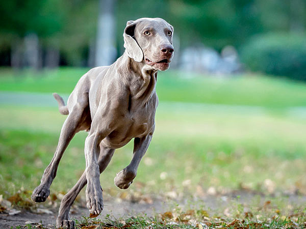 Изображение Мясо — это не 100 %-й белок. Его содержание и качество могут различаться в зависимости от вида мяса и сорта отруба.  Белок важен для уставших собак в период интенсивной работы. ФОТО АНДРЕЯ НЕКРАШЕВИЧА
 