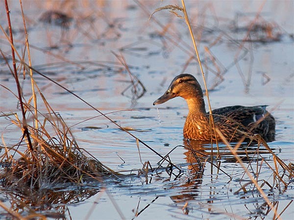 Изображение Лишь хорошо вызаренная и подготовленная утка — залог удачной охоты. Фото автора. 