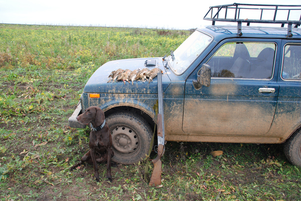 Изображение Начало ноября. Ухо зажило. В пятницу нашли новую стаю куропаток, причем сначала собака словила чужого подранка без выстрела, а через пять минут встала и по стае. Взяли еще одну курочку. В стае было 16 голов. В субботу искали эту стаю четыре часа, нашли, взяли две куропатки. В воскресенье на поиск потратили два часа, взяли одну птицу. Больше в сезоне эту стаю не искали, жадничать не надо, разумный лимит мы взяли. Надеюсь, что найдем их в этом году. Напомню, что в 2012 году дневная норма в Московской области по куропаткам снизилась с пяти до двух голов. Я бы еще ввел ограничение - не более пяти за сезон. Фото Сёмина Михаила