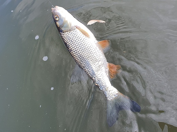 Изображение Голавль всегда был и остается желанным трофеем и спиннингистов, и нахлыстовиков, и поплавочников. Фото: Геннадий Шеляг.