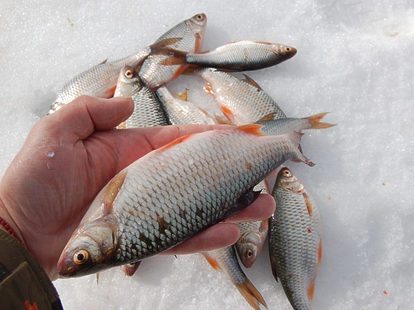 Изображение Фото: Яншевского Андрея. 