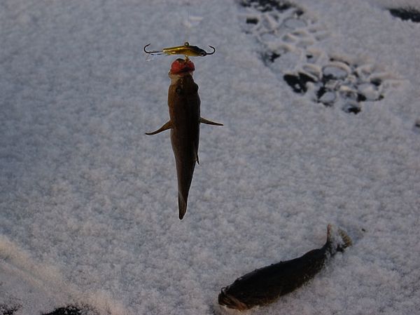 Изображение На балансир с говядиной. Фото: Андрей Яншевский.