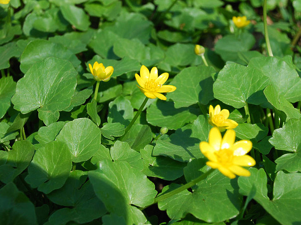 Изображение Меньше всего мне хотелось бы поучать или нравоучать, но немаловажной представляется мне сама процедура потребления холодных блюд в жару. Фото: Рудмана Виктора