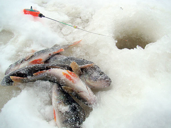 Изображение В траве количество рыбы под лункой ограниченное, и после очередного трофея клев неожиданно прекращается. Фото: Линника Николая.